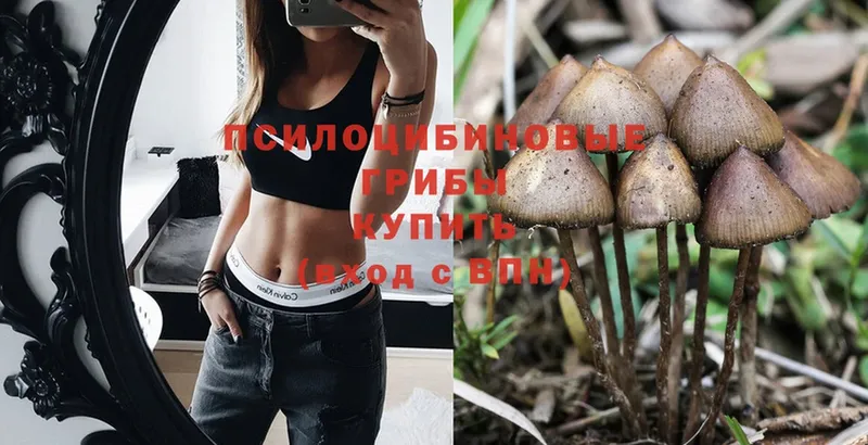 Псилоцибиновые грибы Psilocybine cubensis  omg   Ярцево  закладки 