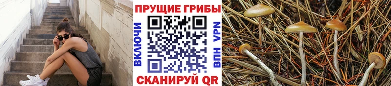 KRAKEN вход  Ярцево  Галлюциногенные грибы Magic Shrooms 